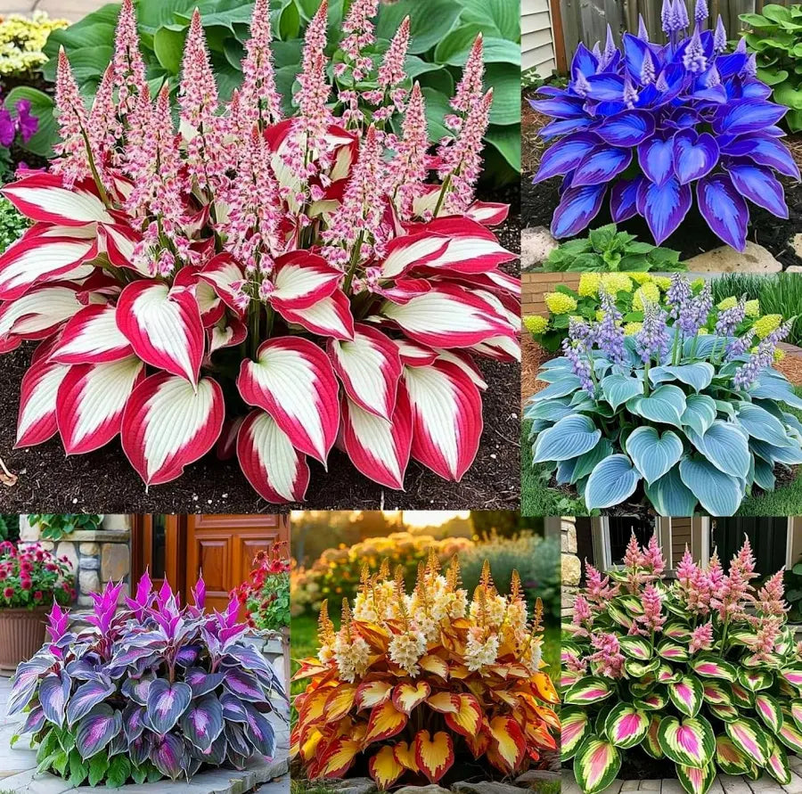 Cold Hardy Hosta Seeds premium quality seeds for home garden growing front view | DropDash